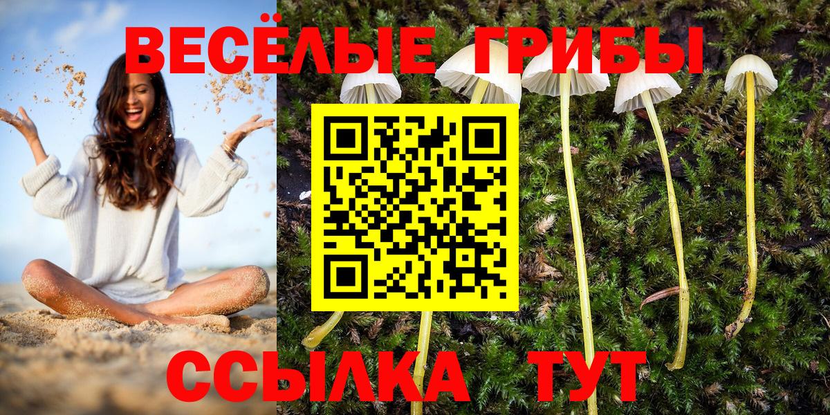 Егорьевск  Галлюциногенные грибы Psilocybe  Вход с VPN 